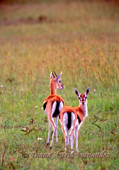 Thompsons-Gazelle-Masai-Mara-Kenya